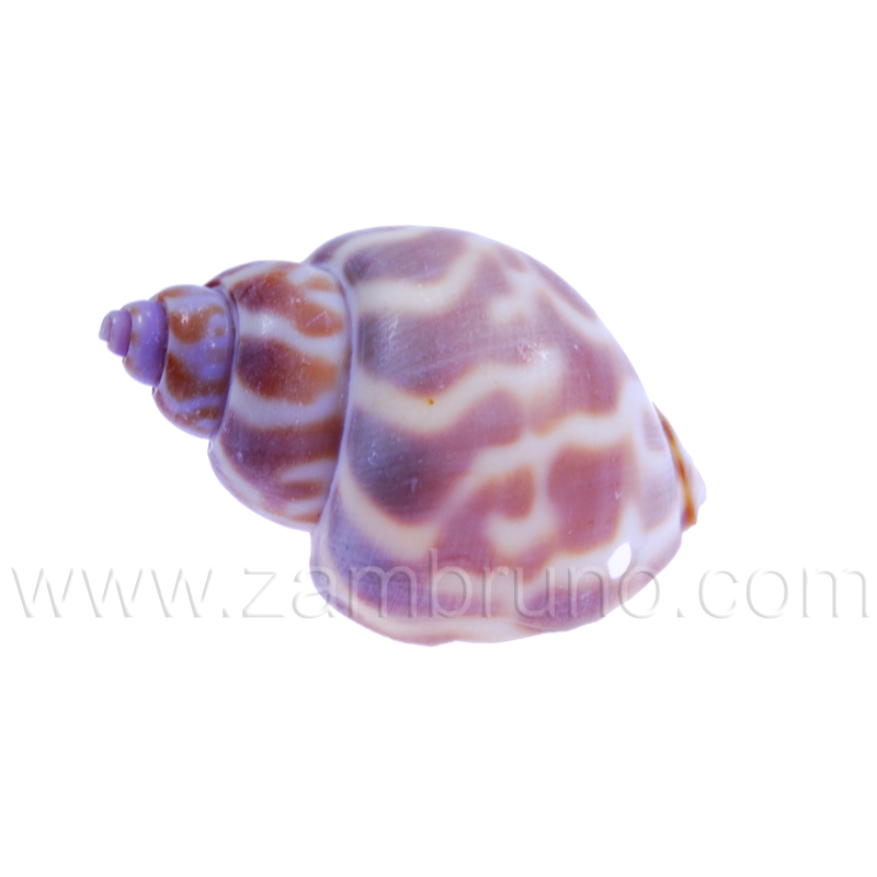 CARACOLA MARINA 5065