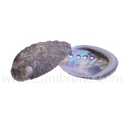 [B460001] CARACOLA MARINA 5017