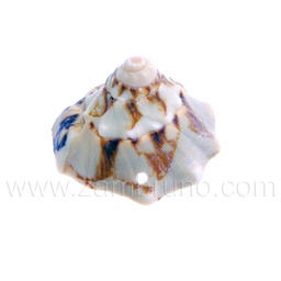 [B460002] CARACOLA MARINA 5106